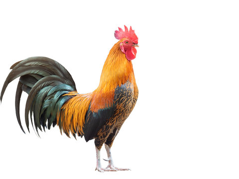 Fighting cock on white background