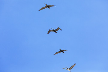 pelicans  isolated on bluesuitable for compositing