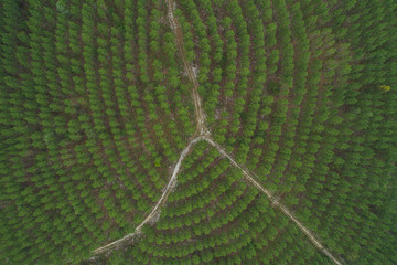 Aerial of a road/path in the middle of a forest. Beautiful view from above of a natural habitat with a road and transportation facilities. 