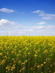 rape seed flowers in field with blue sky and clouds