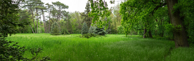 Green glade on forest
