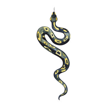 Watercolor painting of a beautiful black yellow snake. Anaconda boa.