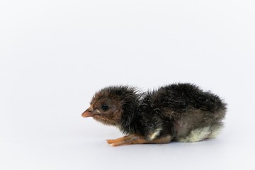 isolated chicks are practicing walking by themselves.