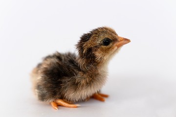 isolated chicks are practicing walking by themselves.