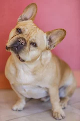 Verduisterende gordijnen Attentive Male Frenchie Head Tilting. Young French Bulldog posing with a facial expression. © Yuval Helfman