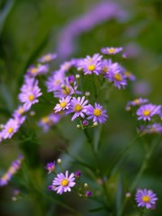 紫苑の秋 シオンの花 Tatarian aster in autumn in Nara Japan