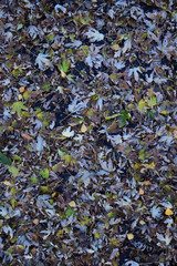 The leaves are yellow on the ground. Autumn leaf fall