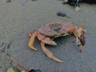Dungeness crab in Alaska 