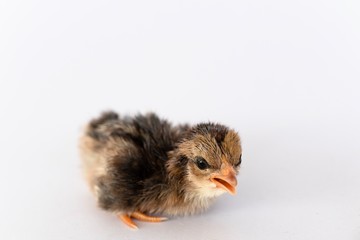isolated chicks are practicing walking by themselves.