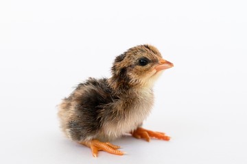isolated chicks are practicing walking by themselves.