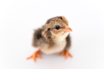 isolated chicks are practicing walking by themselves.