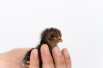 isolated chicks are practicing walking by themselves.