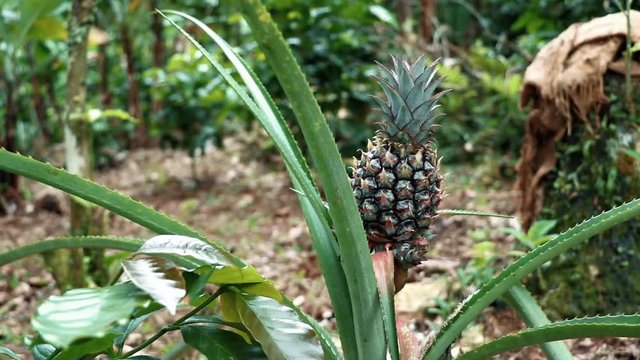 A small young pineapple growing among coffee plants high on a mountain in the Dominican Republic. Prickly leaves of a pineapple plant with a new fruit growing in the center. DOLLY RIGHT. Organic food.