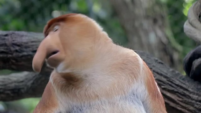 Close up of a large nose male proboscis monkey (Nasalis larvatus) that is looking other proboscis monkey at Singapore zoo.