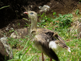 Red-legged Seriema (Cariama cristata - Siriema) Typical bird of Brazil's cerrados. It reaches an average height of 70 centimeters and can reach 90 centimeters