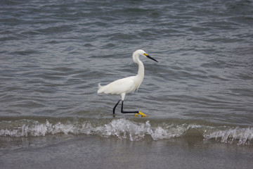 great blue heron in the water