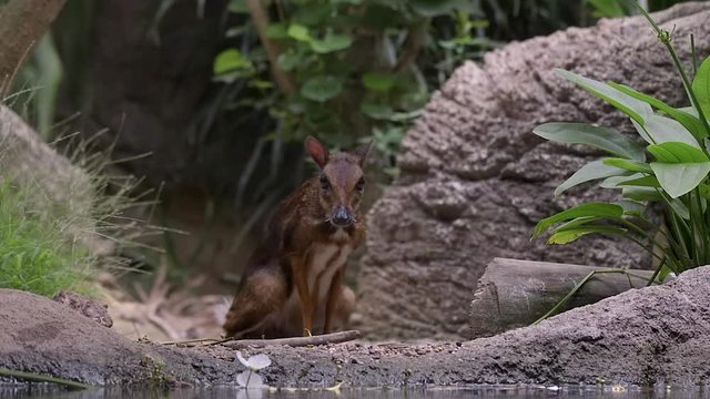 A Lesser Mouse Deer (Tragulus kanchil) is rising from sitting in a rocky, sandy habitat, with some plants and a pond at Singapore river safari.