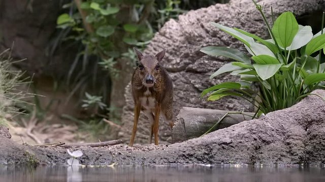 A Lesser Mouse Deer (Tragulus kanchil) is walking near a pond in slow mo at Singapore river safari.