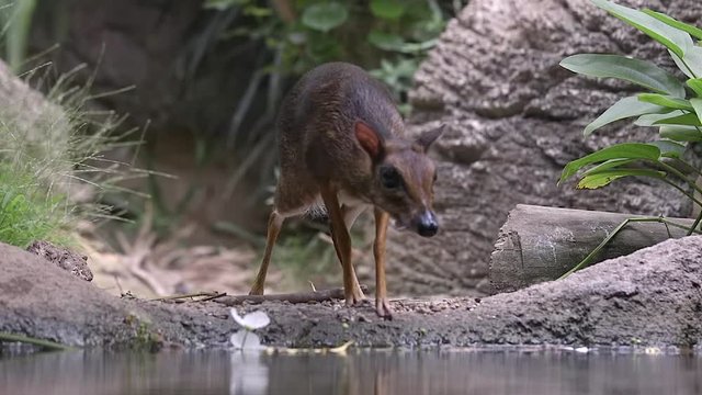 A Lesser Mouse Deer (Tragulus kanchil) is walking near a pond on the River safari of Singapore. Rocky environment.