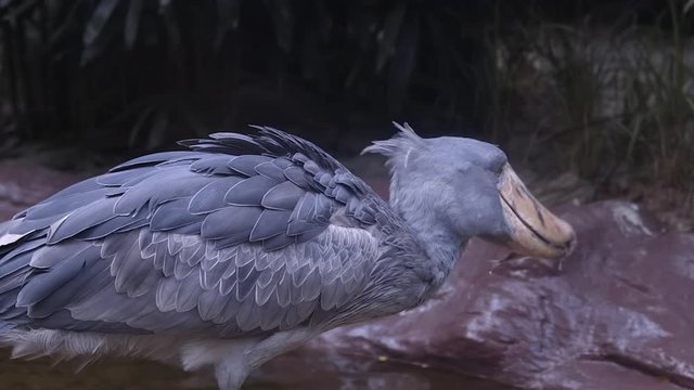 A Slow motion shot of shoebill bird dropping fish from its mouth with eating it 