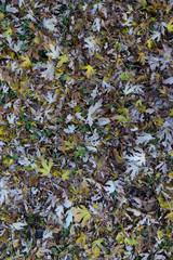 The leaves are yellow on the ground. Autumn leaf fall