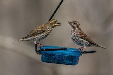 Mother and Son Rose Breasted Grosbeak at the feeder landscape