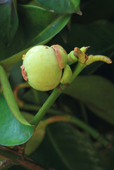 Raw Mangosteen on the tree