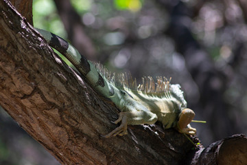 An iguana on the lake