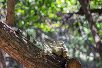 An iguana on the lake