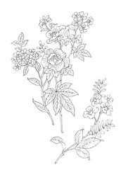 Sketch for beautiful wildflowers art design