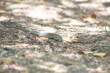A small iguana in the park