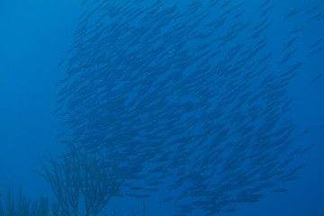 Shoal of Boga