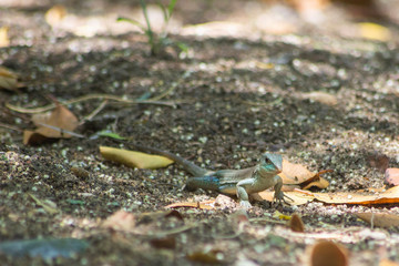 A small iguana in the park