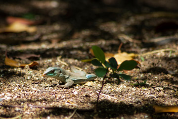A small iguana in the park