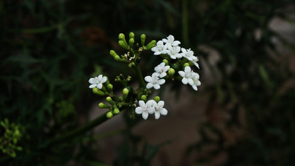White Small Lime Flower