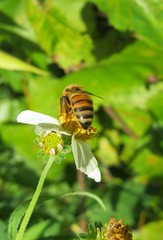 Bee on spanish needles flower in Florida nature, closeup