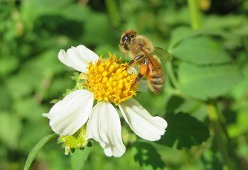 Bee on spanish needles flower in Florida nature, closeup 
