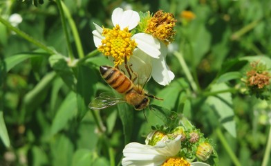Obraz premium Bee on spanish needles flowers in Florida wild, closeup