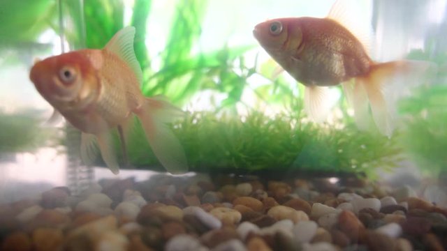 Grown up goldfish in small fish tank with decoration