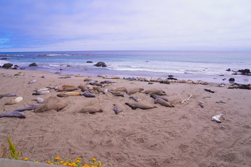 Elephant Seals are California Dreaming