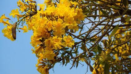 Yellow Trumpet Tree In Clear Sky