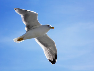 Seagull flying in the blue sky