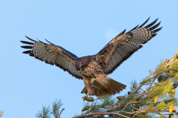 Very close view of a red-tailed hawk perched on a tree, seen in the wild in North California