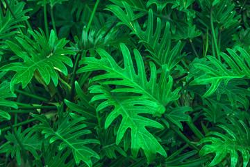Naklejka na ściany i meble Tropical green leaves layout