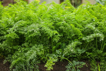 tops carrot leaves on bed in garden at summer day in selective focus. homemade eco vegetables concept.
