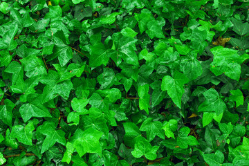 Leaves of ivy covering the wall
