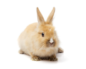 Red bunny rabbit portrait on white background