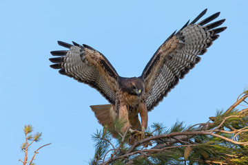 Very close view of a red-tailed hawk perched on a tree, seen in the wild in North California