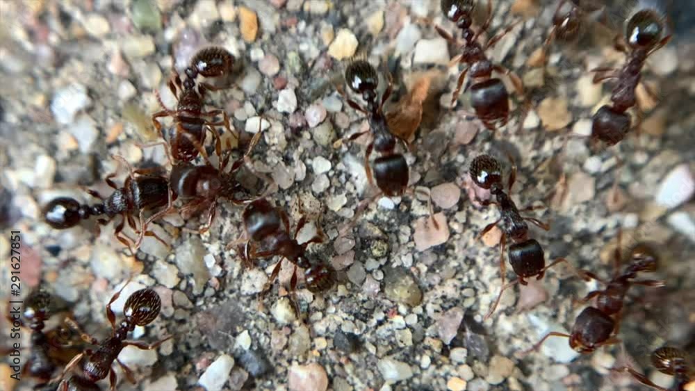 Poster A close up of shot of several ants walking on top of small assorted rocks.
