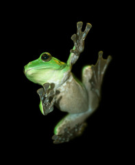 Frog with a black background, Flying Frog